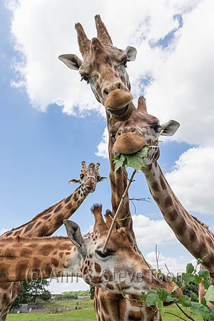 bcf02-giraffes-feeding-at-woburn-safari-park.jpg